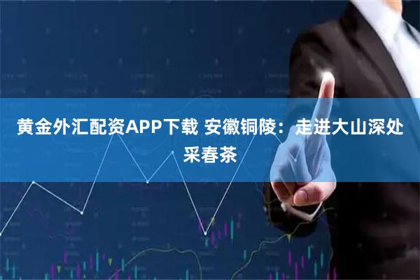 黄金外汇配资APP下载 安徽铜陵：走进大山深处采春茶